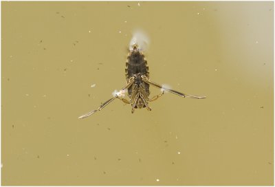 Bootsmannetje - Notonecta glauca