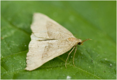 bruine Snuituil - Hypena proboscidalis