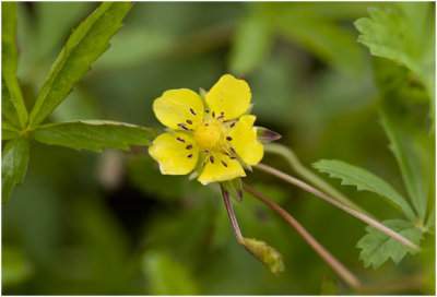 Vijfvingerkruid - Potentilla reptans