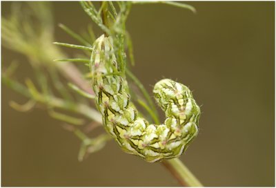 Kamillevlinder  - Cucullia chamomillae