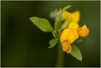 gewone Rolklaver - Lotus corniculatus