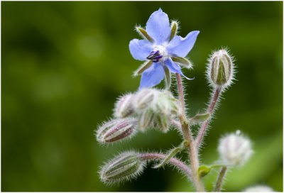 Komkommerkruid - Bernagie - Borago officinalis