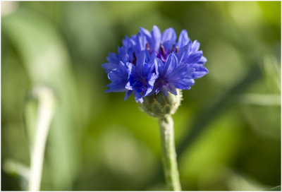 Korenbloem - Centaurea cyanus