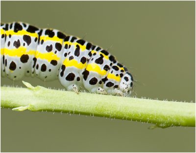 Vlasbek uiltje - Calophasia lunula