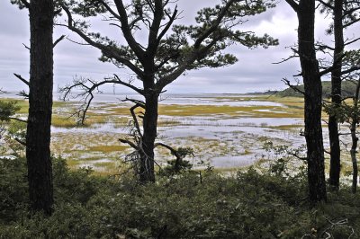 Audubon Wellfleet-6.jpg