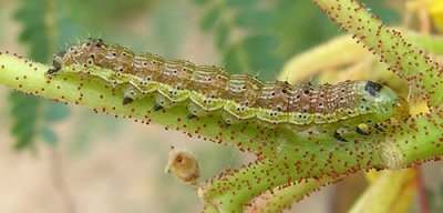 Caterpillar Variety