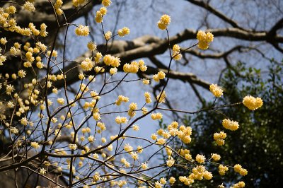 Blossom I (_DSC0059.jpg)