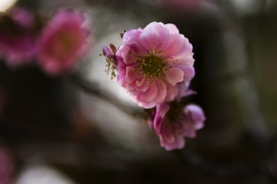 Blossom VI (_DSC0086.jpg)