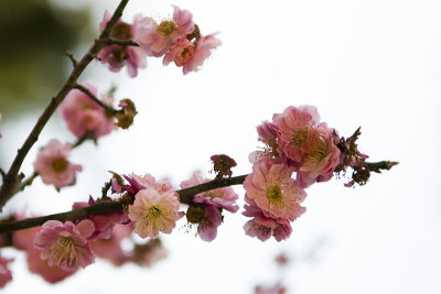 Blossom VII (_DSC0087.jpg)