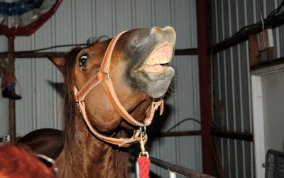 Horse with smile