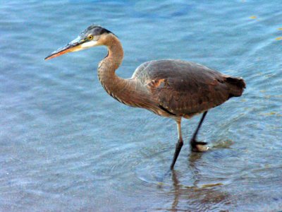 Heron