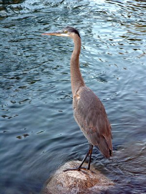 Heron
