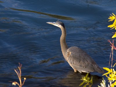 Heron