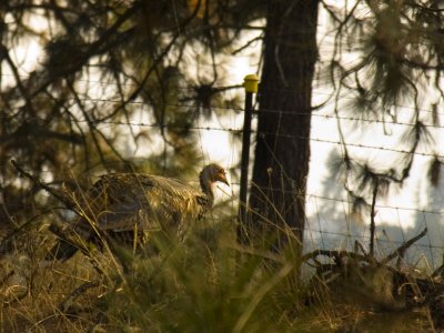 Wild Turkey