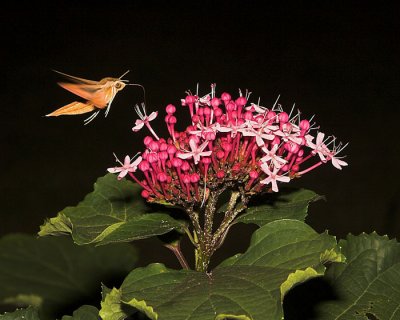 Hummingbird Moths