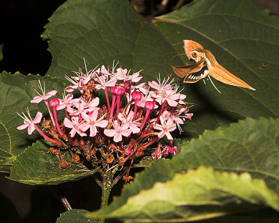 Hummingbird moth 3