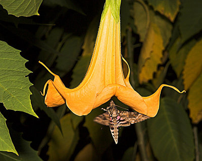 Hummingbird moth 5