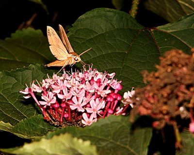 H bird moth 1