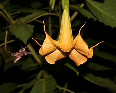 H bird moth 4