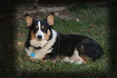 Barklee