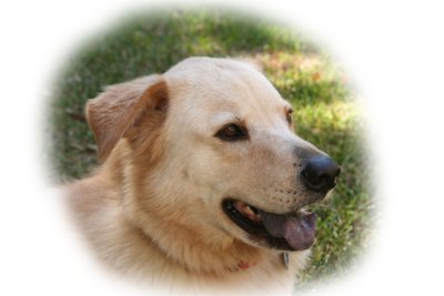 Elvis