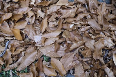 Lit de feuilles mortes, c'est l'automne