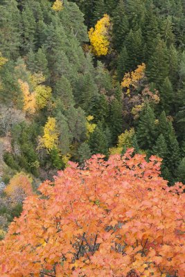 Couleur d'Automne