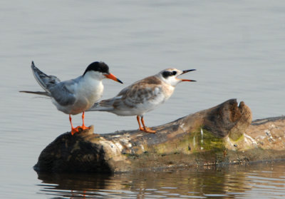 Forester's Tern and Fresh Juvenile