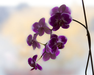 Orchids in Autumn