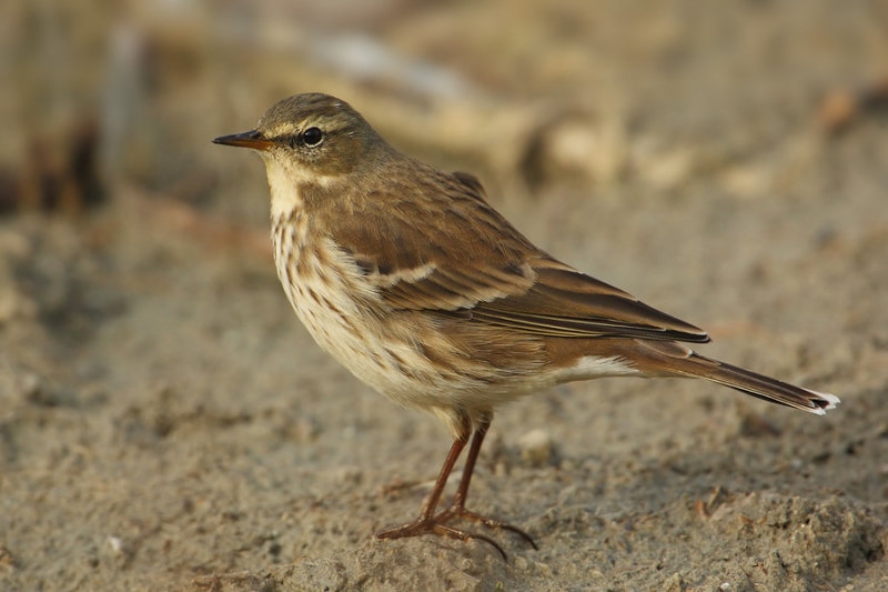Water pipit (anthus spinoletta), Champ-Pittet, Switzerland, October 2009