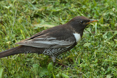 Ring ouzel, Chandolin, Switzerland, July 2008