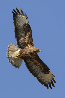 Common buzzard, Saint-Saphorin-sur-Morges, Switzerland, July 2008