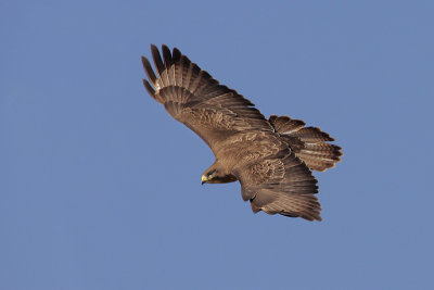 Common buzzard, Saint-Saphorin-sur-Morges, Switzerland, July 2008