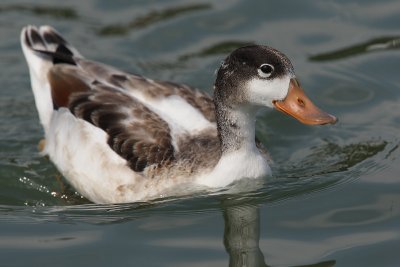 Common shelduck (tadorna tadorna), Saint-Sulpice, Switzerland, July 2008