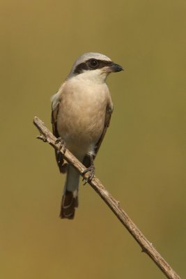 Red-backed shrike, Dadia, Greece, September 2008