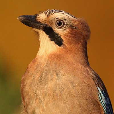 Passeriformes III (Sylvidae, corvidae, passeridae, fringillidae)