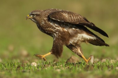 Common buzzard, Vullierens, Switzerland, November 2008