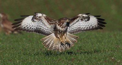 Common buzzard, Clarmont, Switzerland, November 2008