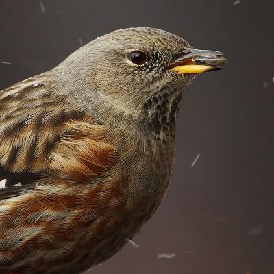 Alpine accentor (prunella collaris), Chandolin, Switzerland, December 2008