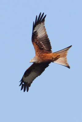 Red kite (milvus milvus), Montricher, Switzerland, November 2009