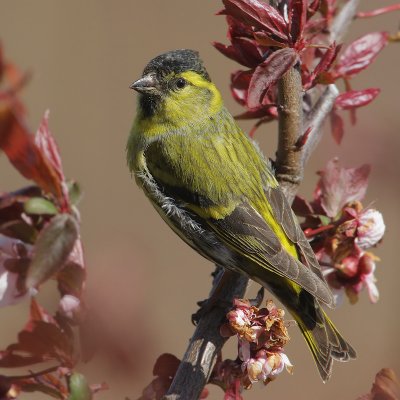 Siskin, Saint-Sulpice, Switzerland, January 2006