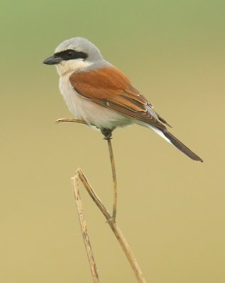 Red-backed shrike, Aclens, Switzerland, June 2008