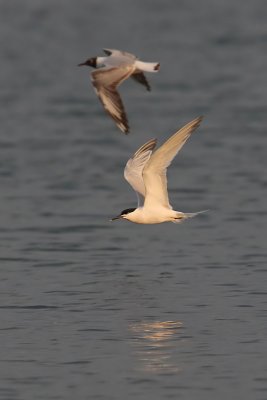 Sandwich tern, Préverenges, Switzerland, June 2008