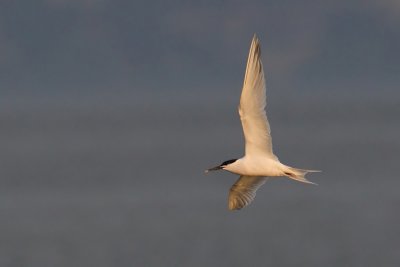 Sandwich tern, Préverenges, Switzerland, June 2008