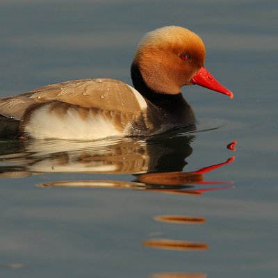 Red-crested pochard (netta rufina), Prverenges, Switzerland, June 2008