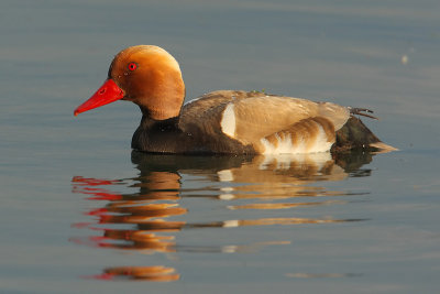 Red-crested pochard (netta rufina), Prverenges, Switzerland, June 2008