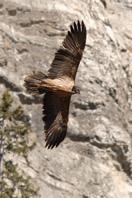Bearded vulture, Solalex, Switzerland, December 2006