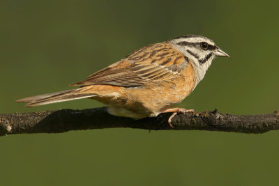 Rock bunting, Chandolin, Switzerland, June 2008