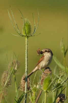 Red-backed shrike, Aclens, Switzerland, June 2008