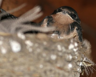 IMG_2502_crop.jpg